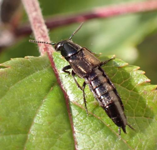 Réf. 293 986 : Philonthus splendens